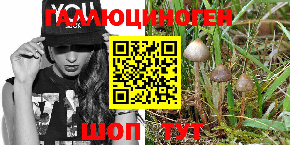 Галлюциногенные грибы Psilocybine cubensis Курчалой